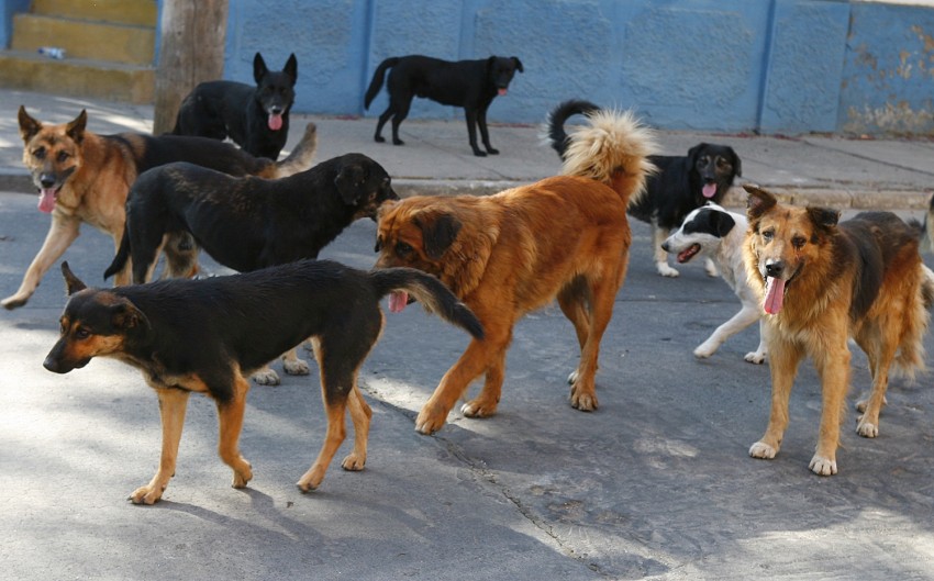 perros callejeros