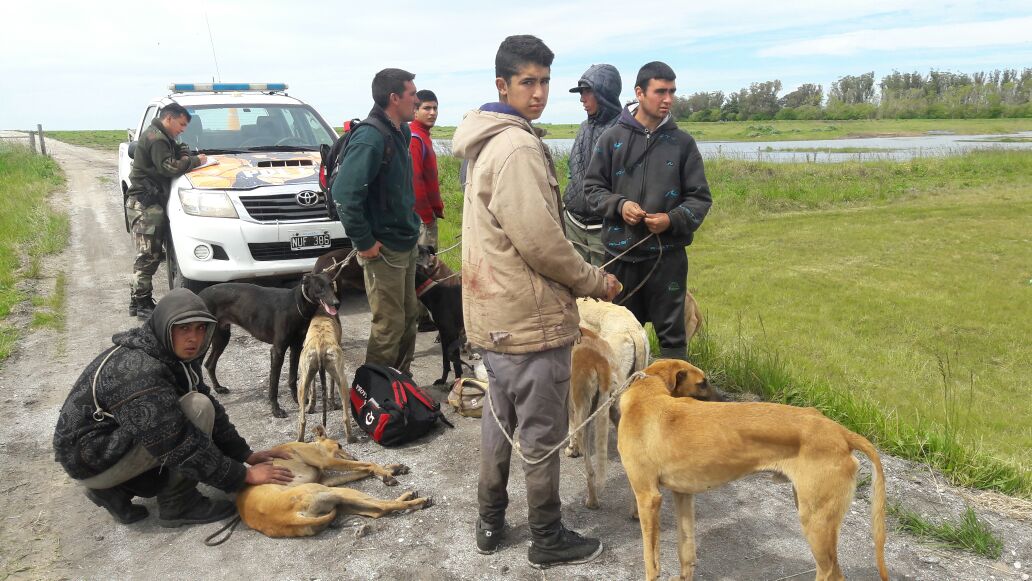 perros galgo polica rural