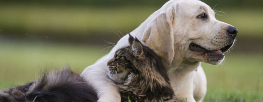 perros y gatos