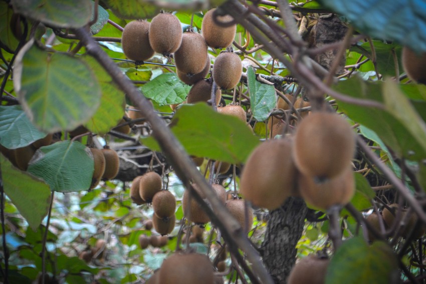 plantacin de kiwi