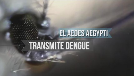 Sigue la campaa contra el dengue