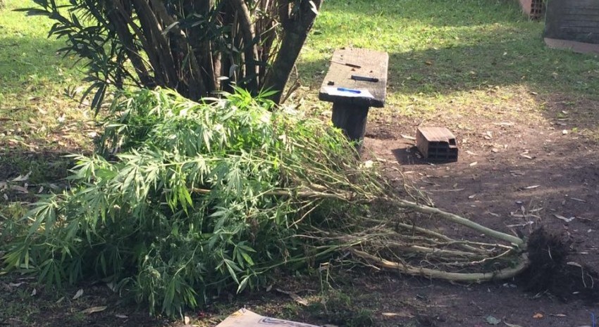 Decomisaron ms de 10 kilos de hojas de marihuana