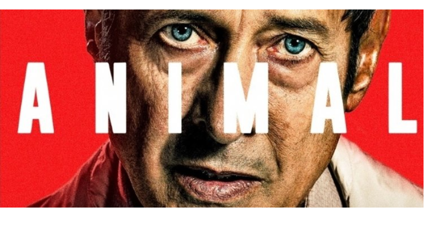 animal