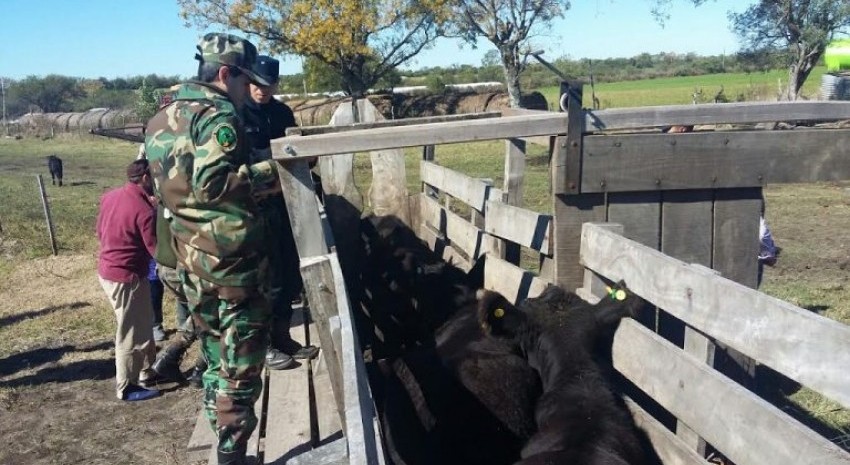 ANIMALES ROBADOS