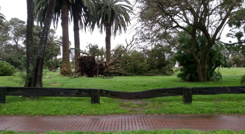 Arbol cado en el parque Anchorena