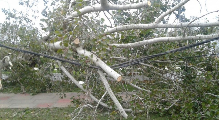 arboles caidos