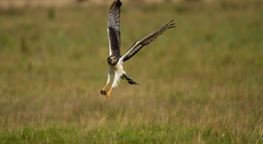 aves