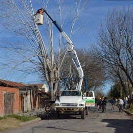 Cronograma de podas