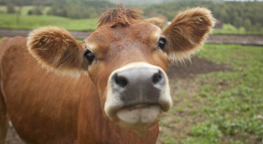 bienestar animal