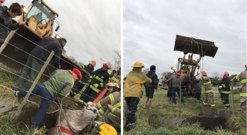 caballo rescate