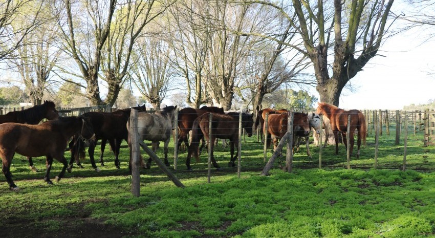 caballos secuestrados