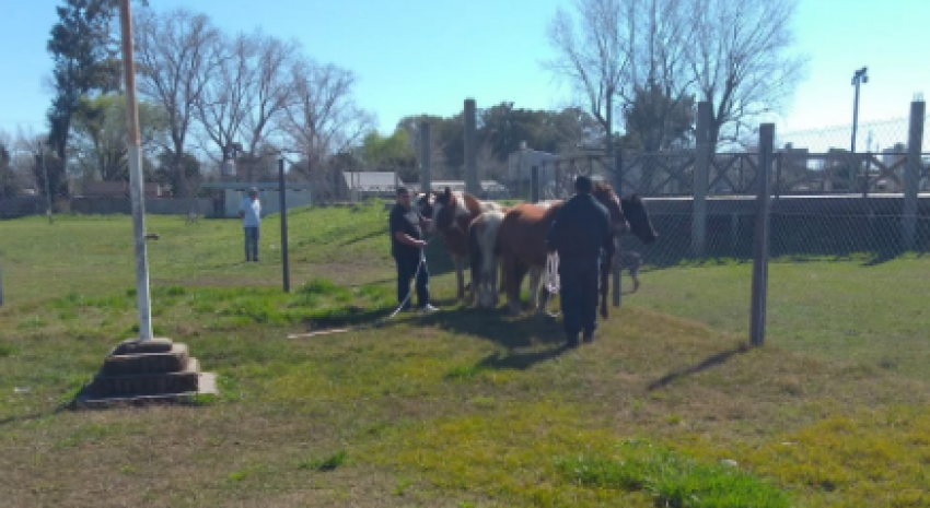 caballos en via publica