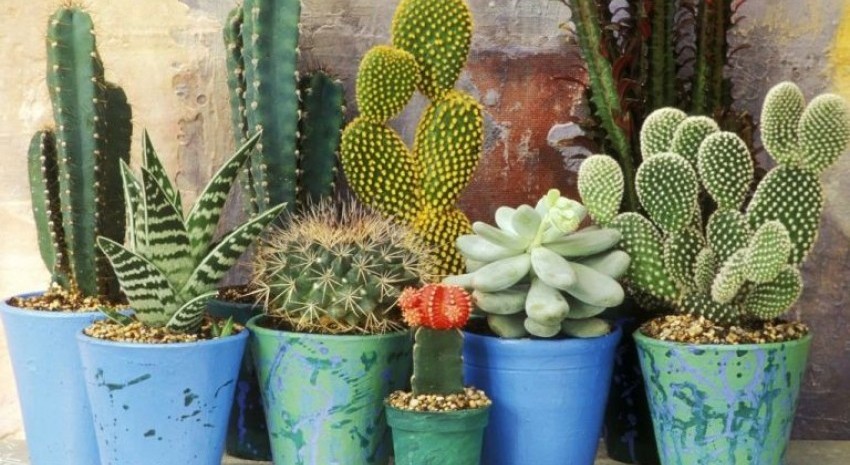 cactus