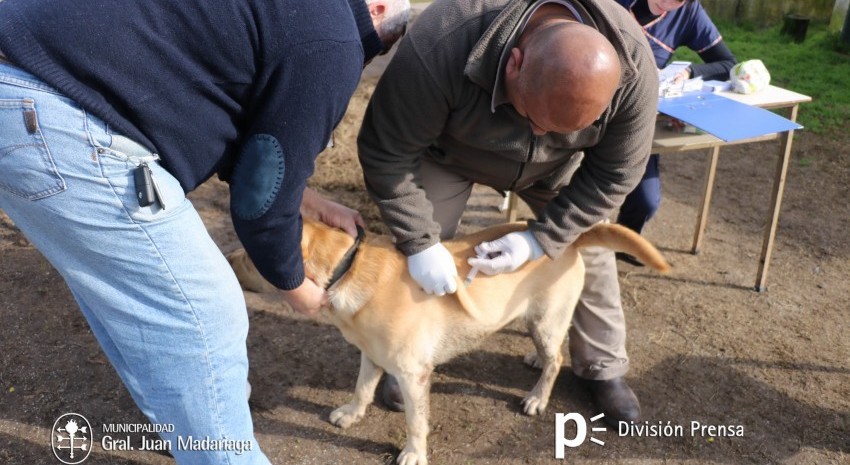 campaa de vacunacion perros y gatos