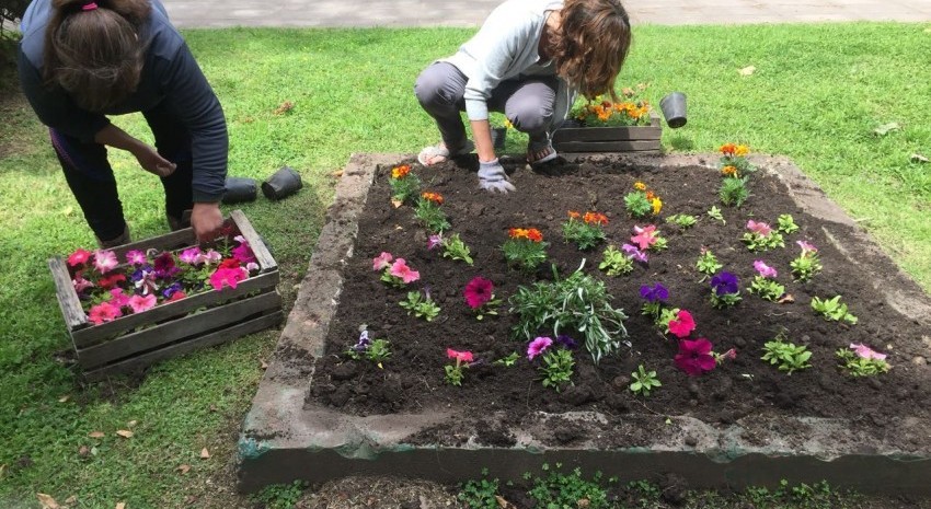 colocacion de plantas