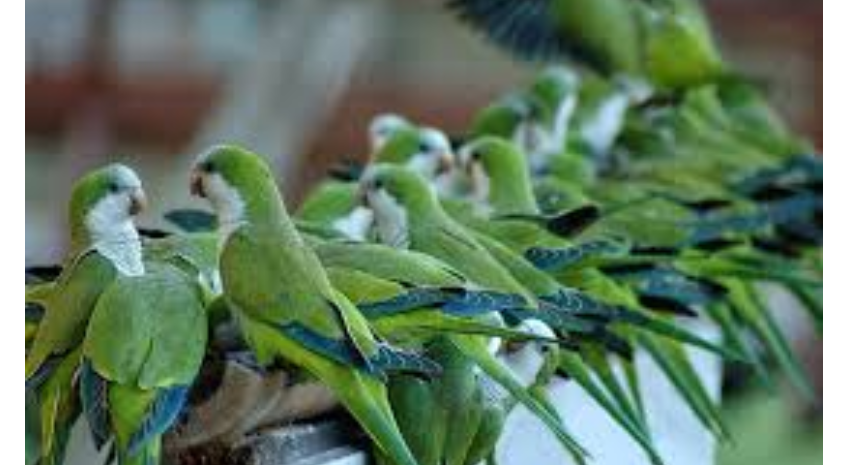 cotorras