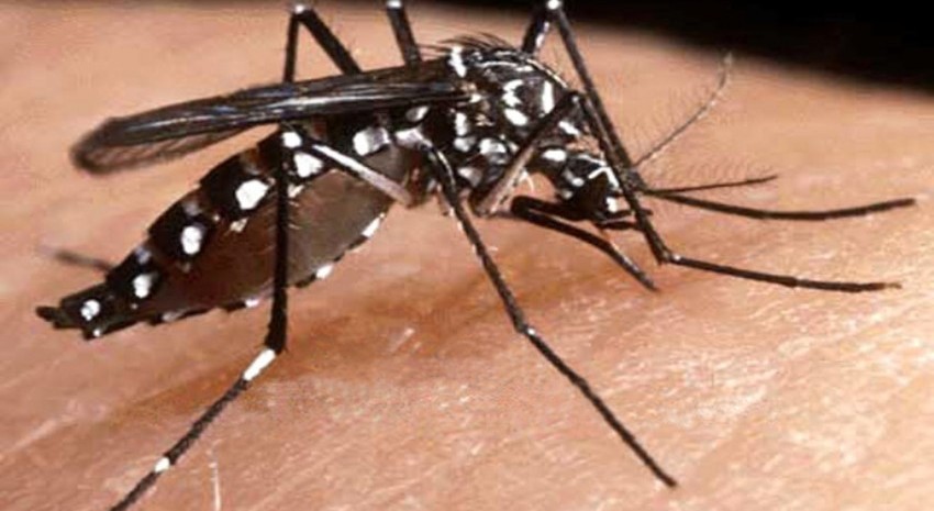 dengue prevencion