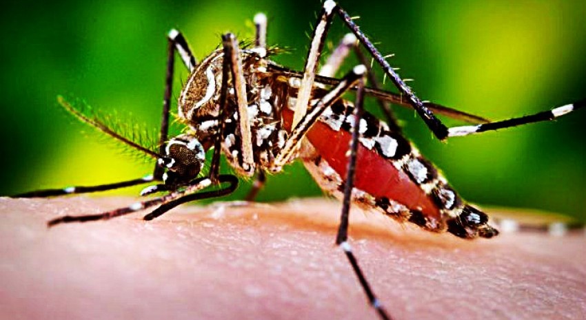 dengue