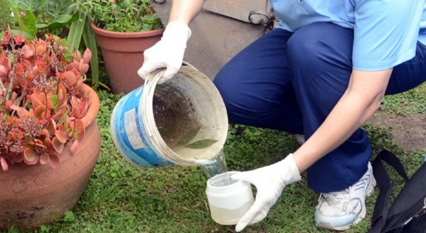 dengue