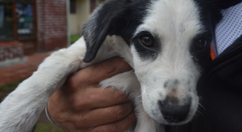 Termin aprehendido por maltratar a un animal