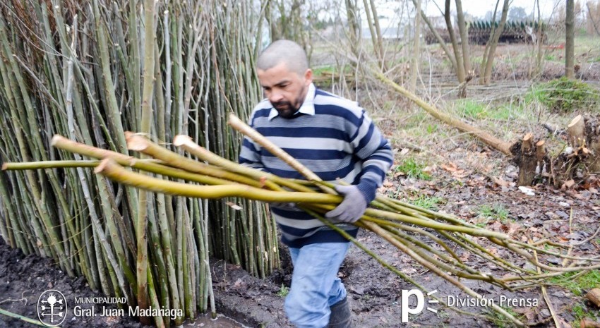 entrega de plantas