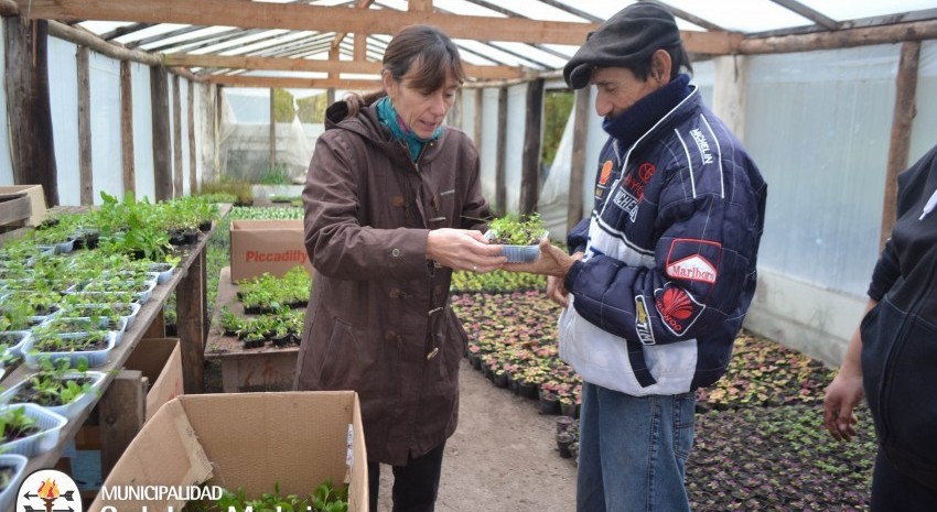 entrega de plantines