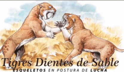 Esqueletos de Tigres dientes de sable en el Museo Tuy Mapu