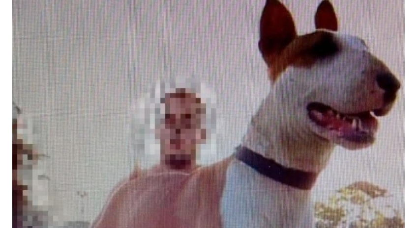 foto perro