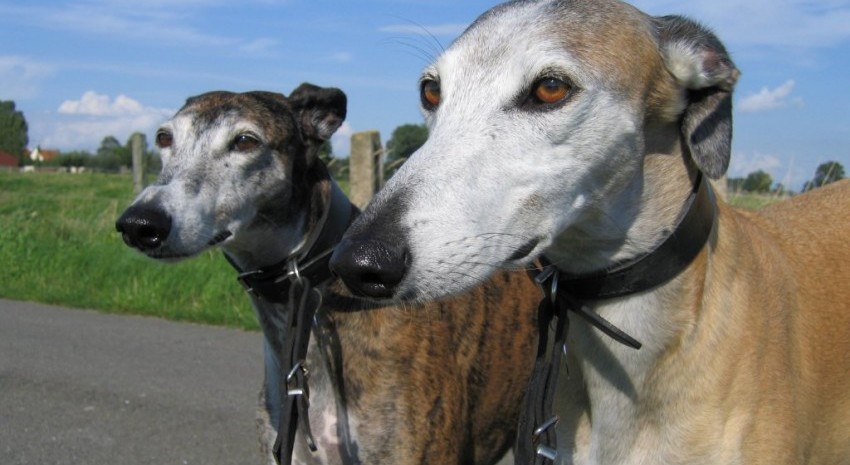 Galgos