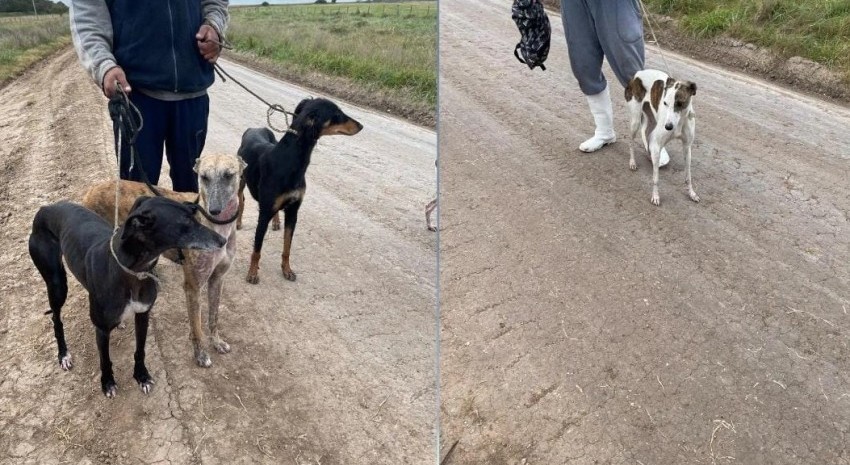 galgos