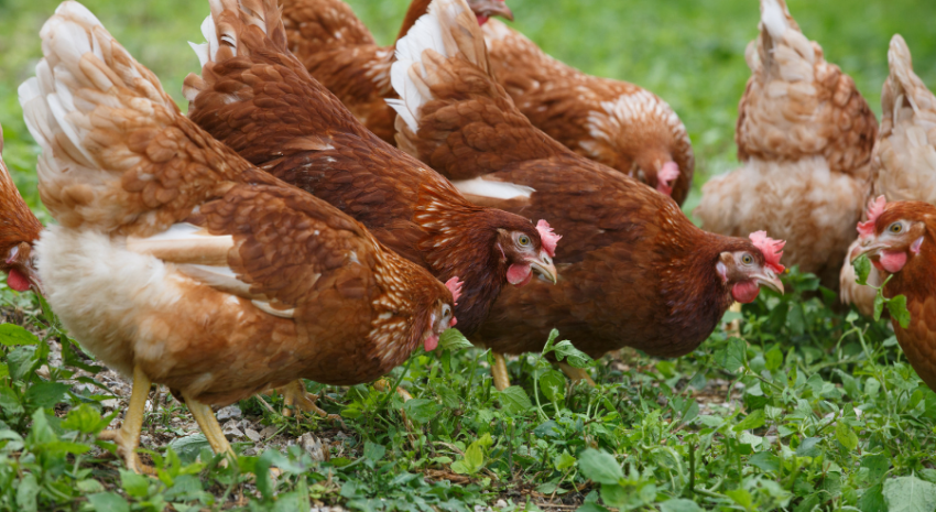 gallinas ponedoras