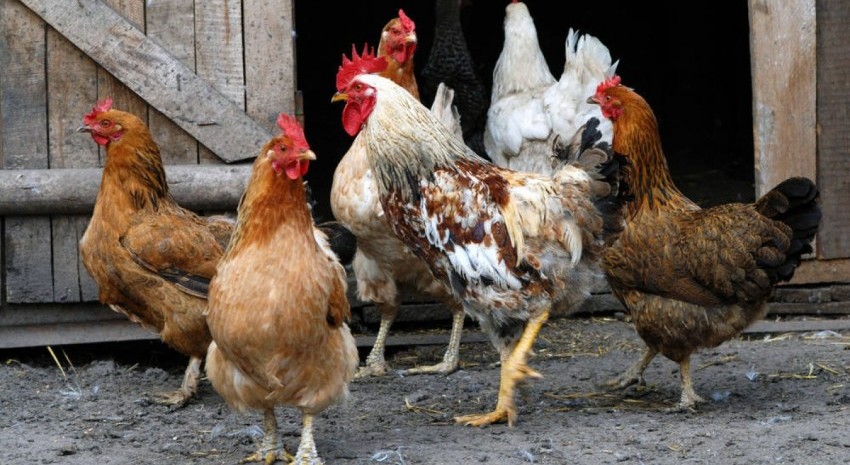 gallinas