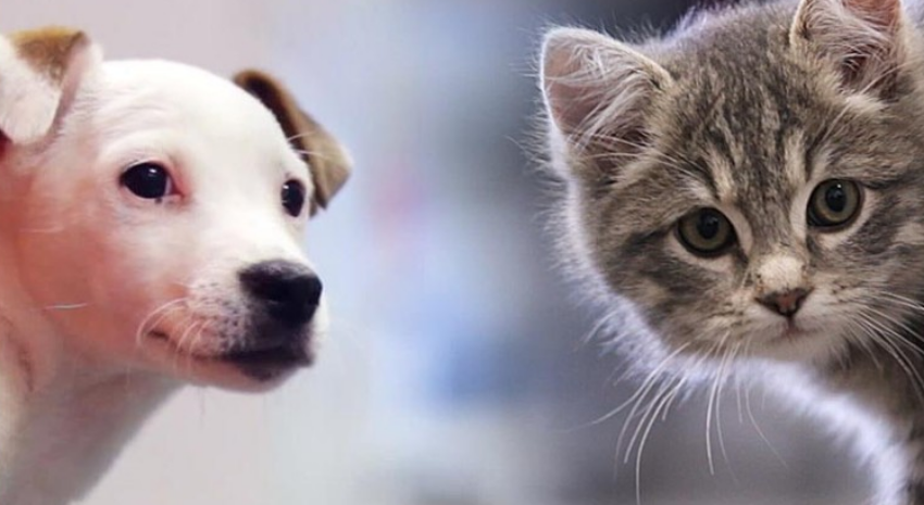 gatos y perros