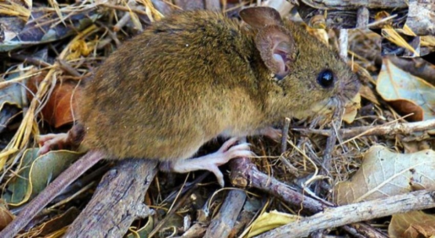 hantavirus