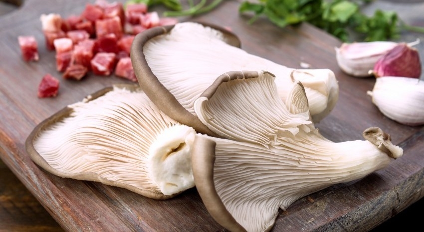 hongos