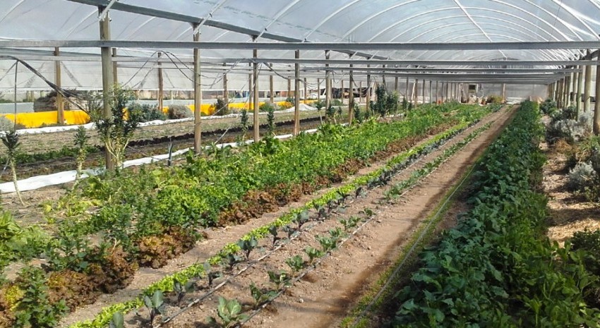horticola