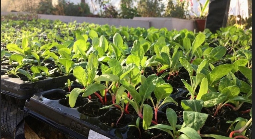 huerta