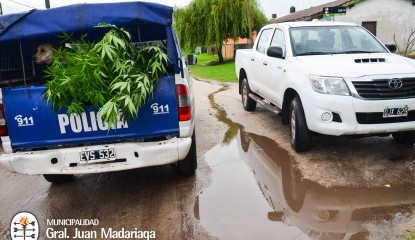 Incautaron marihuana y aprehendieron a una persona