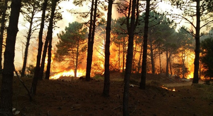 incendio forestal