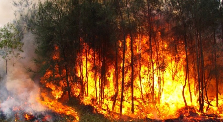 incendio forestal