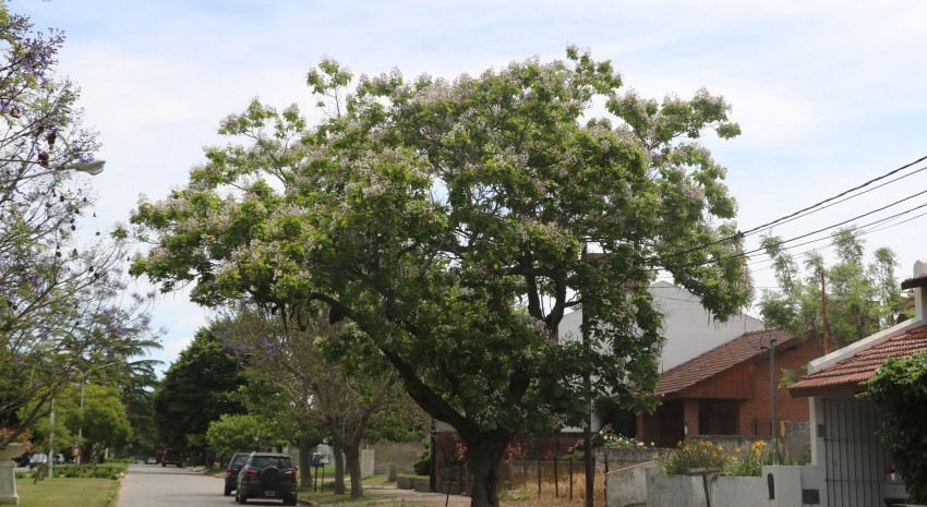 jacarandas