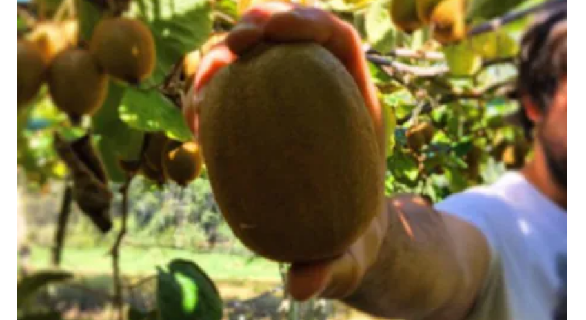 kiwi