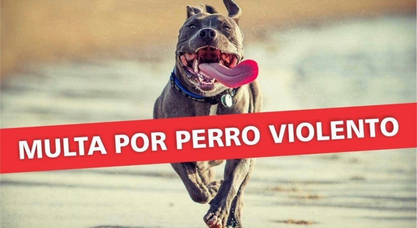 multa perro violento