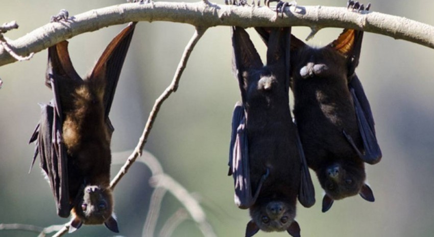 murcielagos