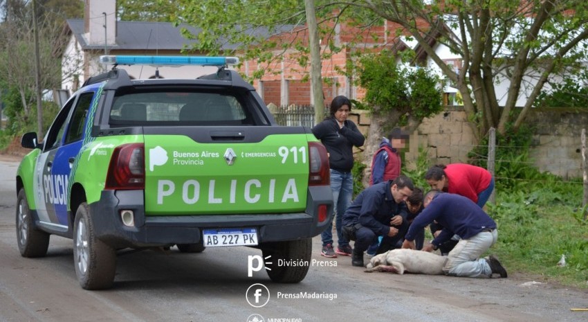 perro baleado