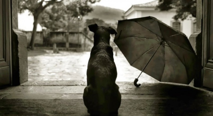 perro