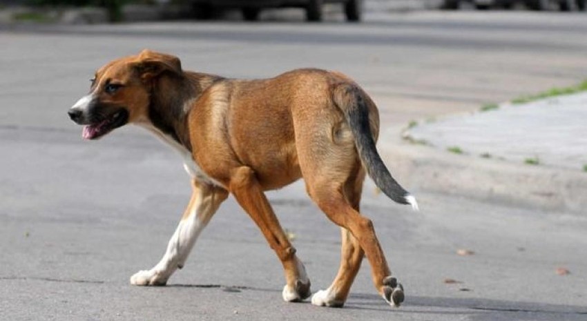 perro