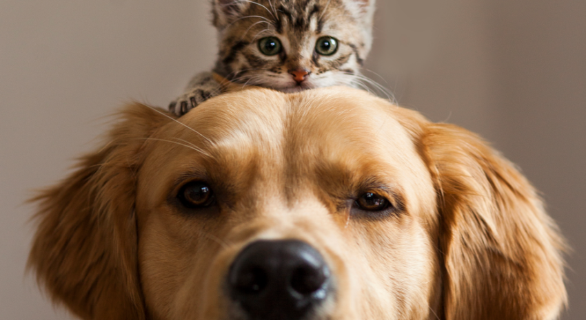 perros y gatos