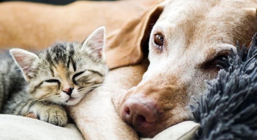perros y gatos