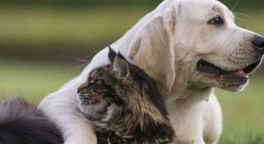 perros y gatos